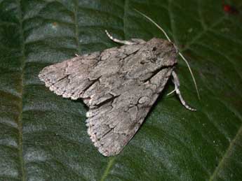 Acronicta tridens D. & S. adulte - Philippe Mothiron