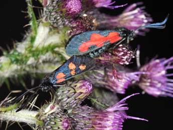 Zygaena trifolii Esp. adulte - ©Philippe Mothiron