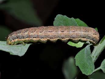  Chenille de Anarta trifolii Hfn. - ©Marie Frayssinet