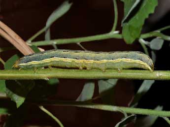  Chenille de Anarta trifolii Hfn. - Marie Frayssinet