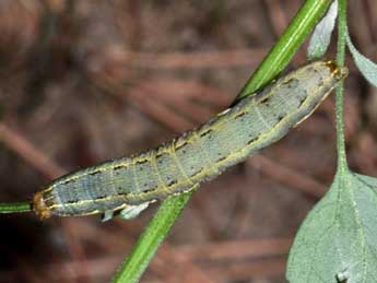  Chenille de Anarta trifolii Hfn. - ©Marie Frayssinet