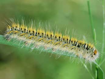  Chenille de Lasiocampa trifolii D. & S. - Philippe Mothiron