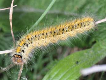  Chenille de Lasiocampa trifolii D. & S. - ©Philippe Mothiron