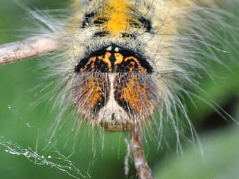  Chenille de Lasiocampa trifolii D. & S. - ©Philippe Mothiron