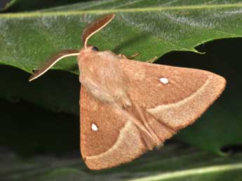 Lasiocampa trifolii D. & S. adulte - ©Philippe Mothiron