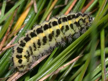  Chenille de Zygaena trifolii Esp. - ©Philippe Mothiron