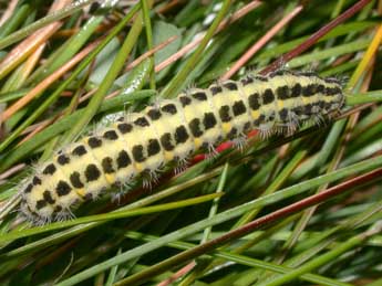  Chenille de Zygaena trifolii Esp. - ©Philippe Mothiron