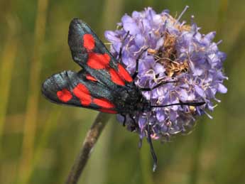 Zygaena trifolii Esp. adulte - ©Philippe Mothiron