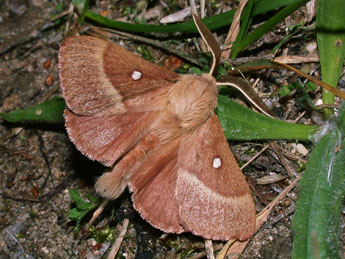 Lasiocampa trifolii D. & S. adulte - ©Philippe Mothiron