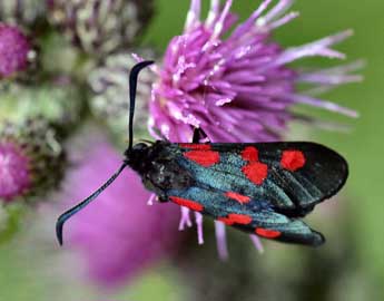 Zygaena trifolii Esp. adulte - Daniel Morel