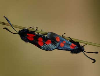 Zygaena trifolii Esp. adulte - ©Daniel Morel