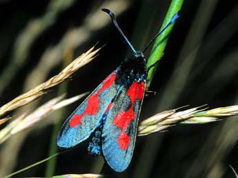 Zygaena trifolii Esp. adulte - ©Franois Spill