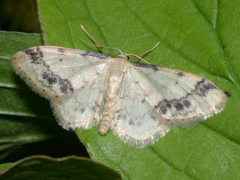 Idaea trigeminata Hw. adulte - Philippe Mothiron