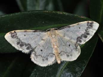 Idaea trigeminata Hw. adulte - Philippe Mothiron