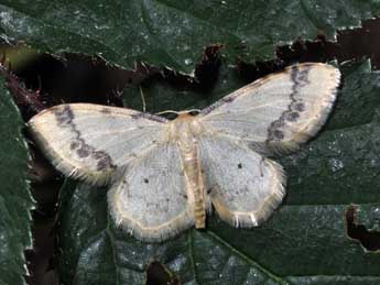 Idaea trigeminata Hw. adulte - ©Philippe Mothiron