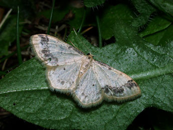 Idaea trigeminata Hw. adulte - ©Philippe Mothiron