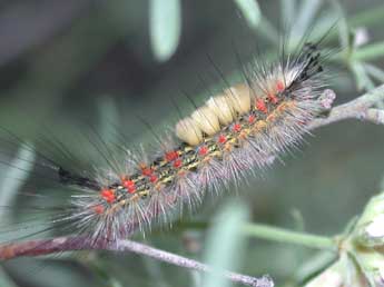  Chenille de Orgyia trigotephras Bsdv. - ©Philippe Mothiron