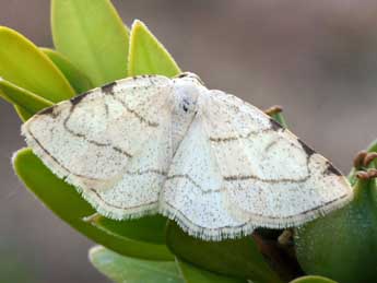 Stegania trimaculata Vill. adulte - ©Daniel Morel