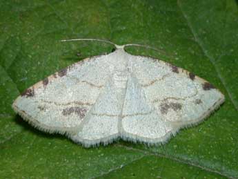 Stegania trimaculata Vill. adulte - Philippe Mothiron