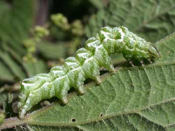  Chenille de Abrostola tripartita Hfn. - ©Serge Wambeke