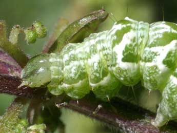  Chenille de Abrostola tripartita Hfn. - ©Serge Wambeke