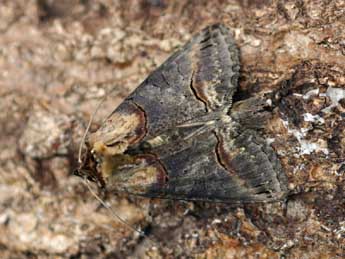 Abrostola triplasia L. adulte - Daniel Morel