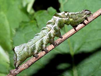  Chenille de Abrostola triplasia L. - Serge Wambeke