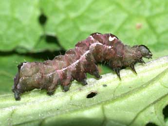  Chenille de Abrostola triplasia L. - Serge Wambeke