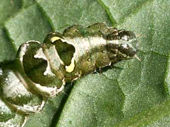  Chenille de Abrostola triplasia L. - Serge Wambeke