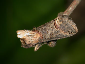 Abrostola triplasia L. adulte - Philippe Mothiron