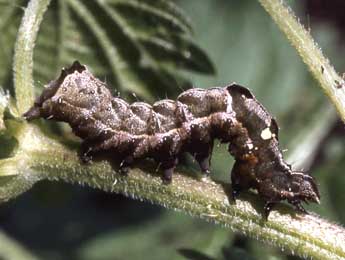  Chenille de Abrostola triplasia L. - ©Serge Wambeke