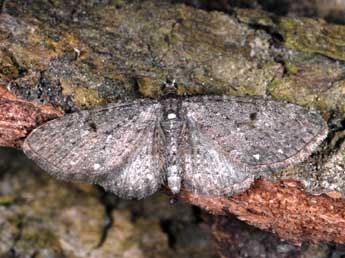 Eupithecia tripunctaria H.-S. adulte - Alexis Borges