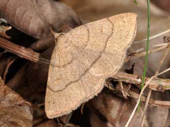 Paracolax tristalis F. adulte - ©Philippe Mothiron