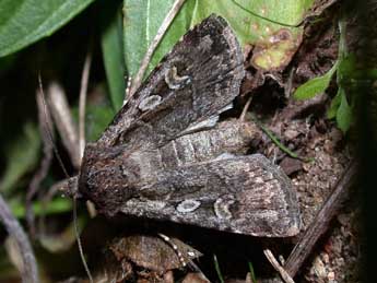 Euxoa nigrofusca Esp. adulte - Philippe Mothiron