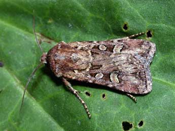 Euxoa nigrofusca Esp. adulte - Philippe Mothiron