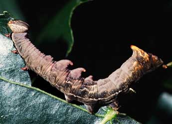  Chenille de Notodonta tritophus D. & S. - Philippe Mothiron