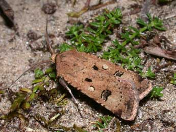 Agrotis trux Hb. adulte - ©Philippe Mothiron