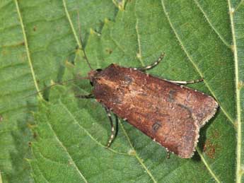 Agrotis trux Hb. adulte - ©Philippe Mothiron