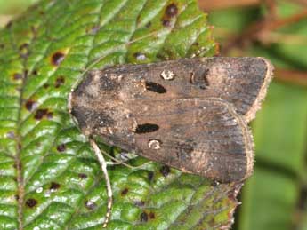 Agrotis trux Hb. adulte - ©Philippe Mothiron