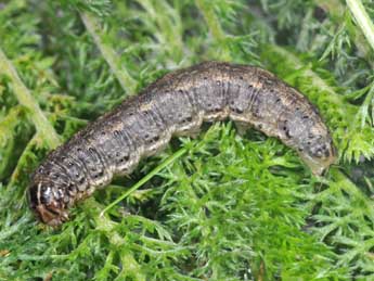  Chenille de Agrotis trux Hb. - ©Philippe Mothiron