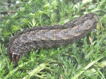  Chenille de Agrotis trux Hb. - ©Philippe Mothiron