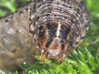  Chenille de Agrotis trux Hb. - ©Philippe Mothiron