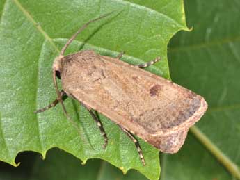 Agrotis trux Hb. adulte - ©Philippe Mothiron