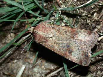 Agrotis trux Hb. adulte - ©Philippe Mothiron