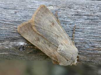 Agrotis turatii Stdf. adulte - ©Daniel Morel