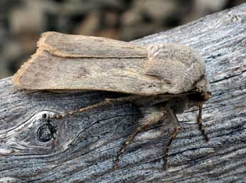 Agrotis turatii Stdf. adulte - ©Daniel Morel