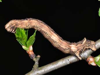  Chenille de Crocallis tusciaria Bkh. - ©Philippe Mothiron