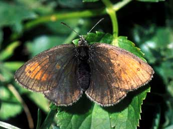 Erebia tyndarus Esp. adulte - ©Tristan Lafranchis