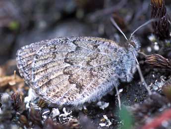 Erebia tyndarus Esp. adulte - Tristan Lafranchis