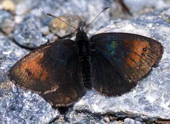 Erebia tyndarus Esp. adulte - ©Tristan Lafranchis